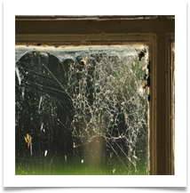 Window DSC_0103 - Carol Sparkes